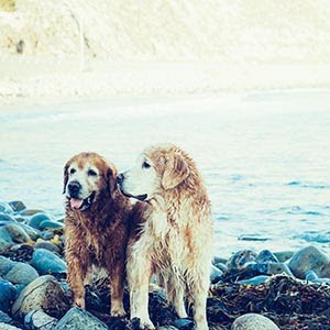 Keep Your Cool With Four-Legged Friends